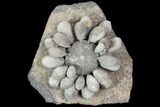 Fossil Club Urchin (Firmacidaris) - Jurassic #76382-4